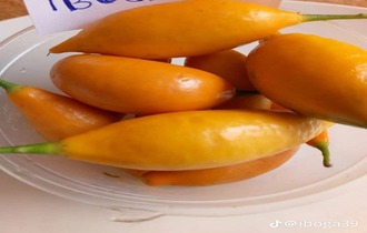 Iboga Fruits